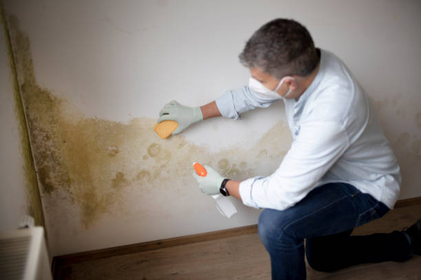 Best Black Mold Removal  in Northville, MI