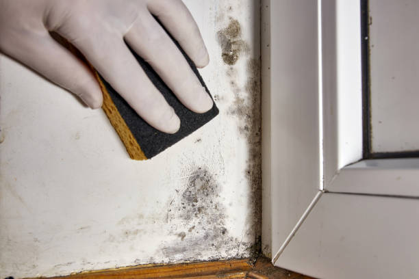 Best Environmental Consulting for Mold Prevention  in Northville, MI